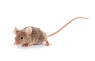 male mice territorial