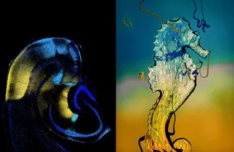 mouse hippocampus and crystal seahorse