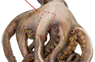 conductive octopus-like electrodes