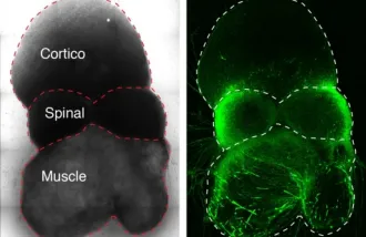 model of brain-to-muscle nerve