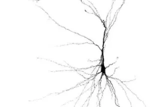 pasca neurons