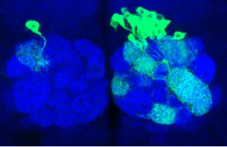 Olfactory projection neurons
