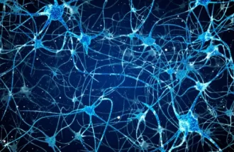 neurons maintain mental maps