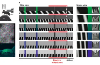VR setup for imaging CA1 neurons 