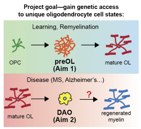 RNA sensors (RADARs) for labeling and manipulation of pre-oligodendrocytes (Aim1, top) and disease-associated oligodendrocytes (Aim 2, bottom).