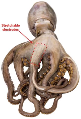 conductive octopus-like electrodes