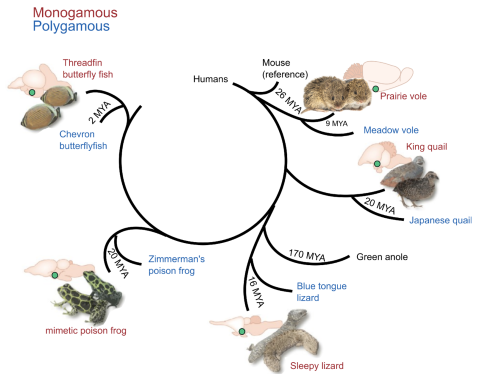 Research on "Investigating hypothalamus evolution using comparative single-cell transcriptomics," demonstrating changes in microRNA can be changed by social factors from Lauren O'Connell's lab. Credit Lauren O'Connell