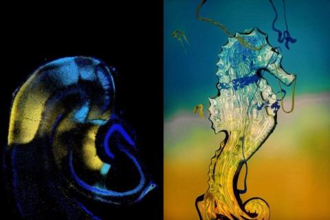 mouse hippocampus and crystal seahorse