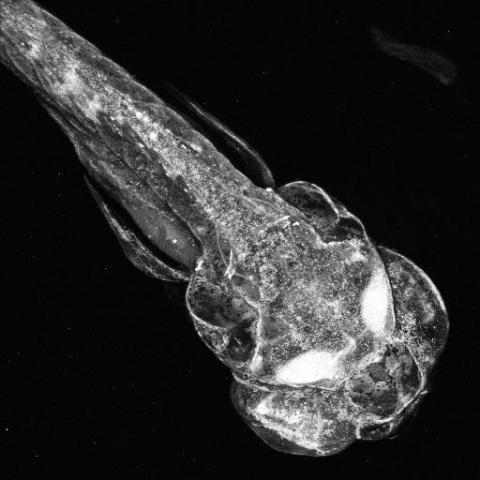 Zebrafish etching 
