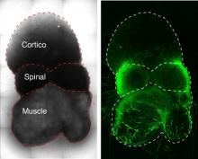 model of brain-to-muscle nerve