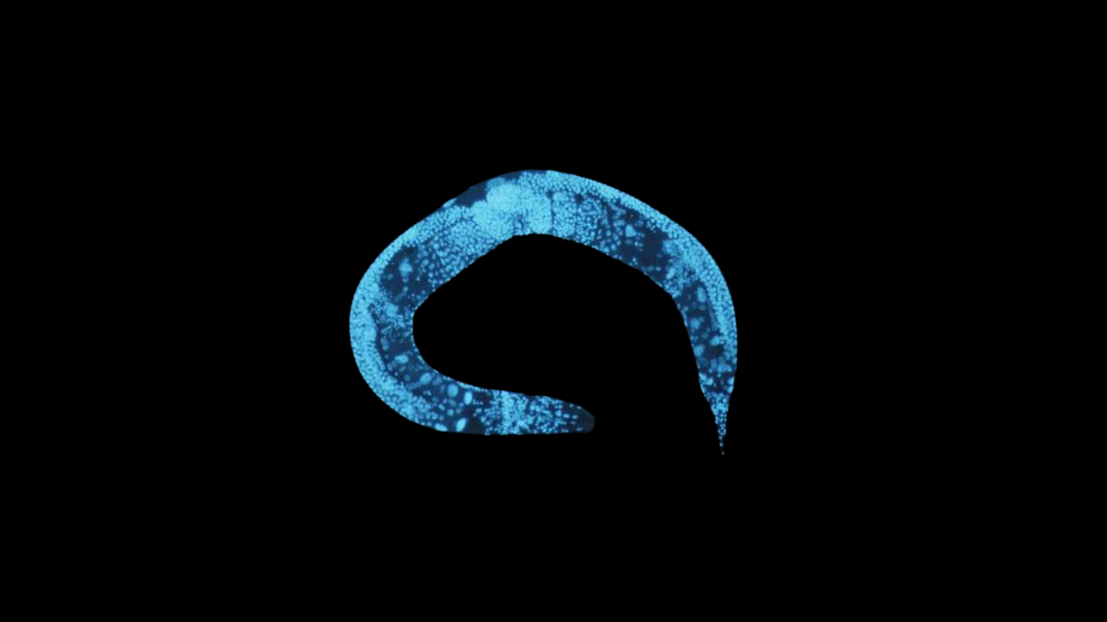 Caenorhabditis elegans - A worm that is glowing blue in the dark. 