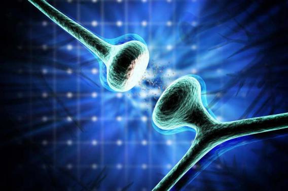 synapses between hippocampal neurons