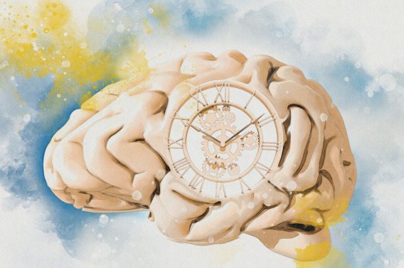 Watercolor image of a brain with a clock in the middle. Credit: Victor Habbick Visions/Science Photo Library / Getty Images
