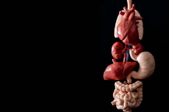 Image of a heart, lungs, kidneys, liver, stomach, large and small intestine. Image by ADOBE.