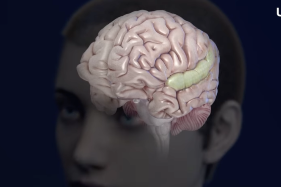 Large-scale single neuron encoding of speech sounds across the depth of human cortex