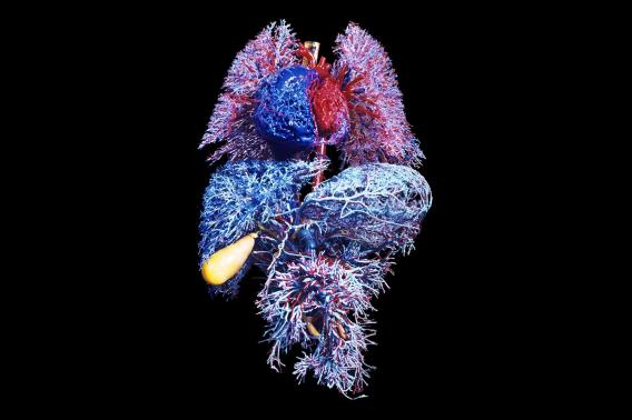 Major organs of the human body. Resin cast of the blood vessels of the lungs (top), heart (top, center), liver (light blue), gallbladder and biliary tract (yellow) and digestive tract (bottom). Arteries are colored red and veins blue. Credit: Ralph T. Hutchings/Science Source