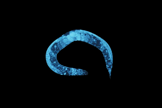 Caenorhabditis elegans - A worm that is glowing blue in the dark. 