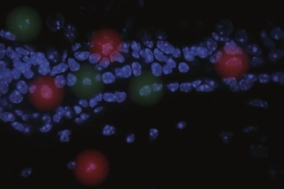 Microscopy image with blue nuclear stain on black background and artistic rendition of cell proximity effects in red and green