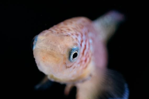 An African killifish