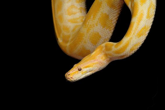 A golden colored snake lowering into the frame on a black background.