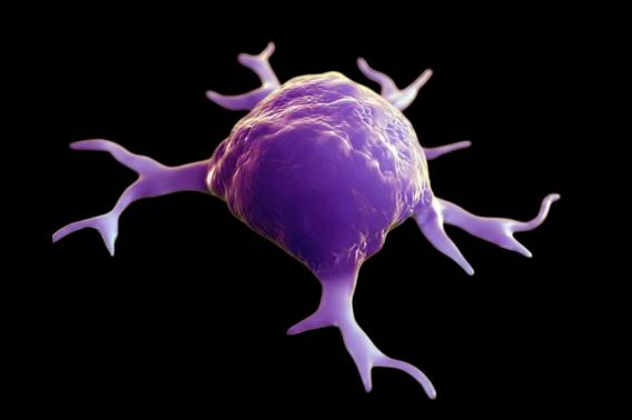 An illustration of a macrophage, shown in purple on a black background.