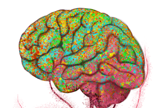 A illustration of the brain (in green and yellow) connected to blood vessels of the body (in red).
