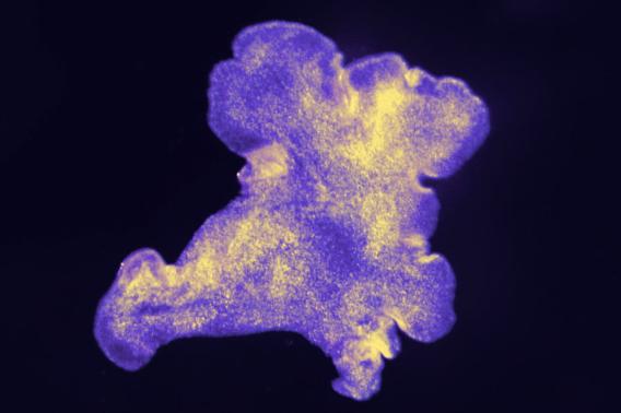  Trichoplax adhaerens