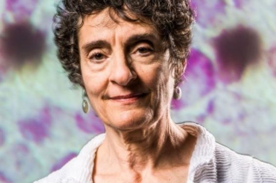 carla shatz curiousity