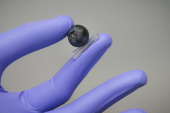 hand sensor holds blueberry