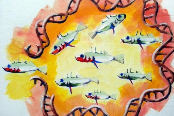 threespine stickleback, tiny fish 