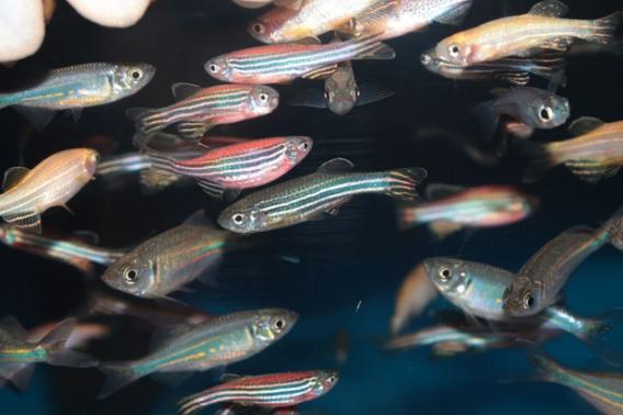 zebrafish sleep