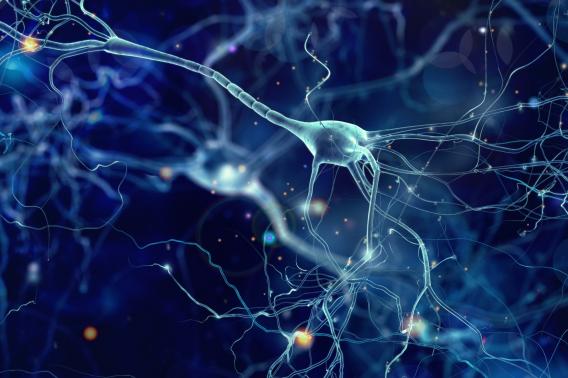 regenerate neurons