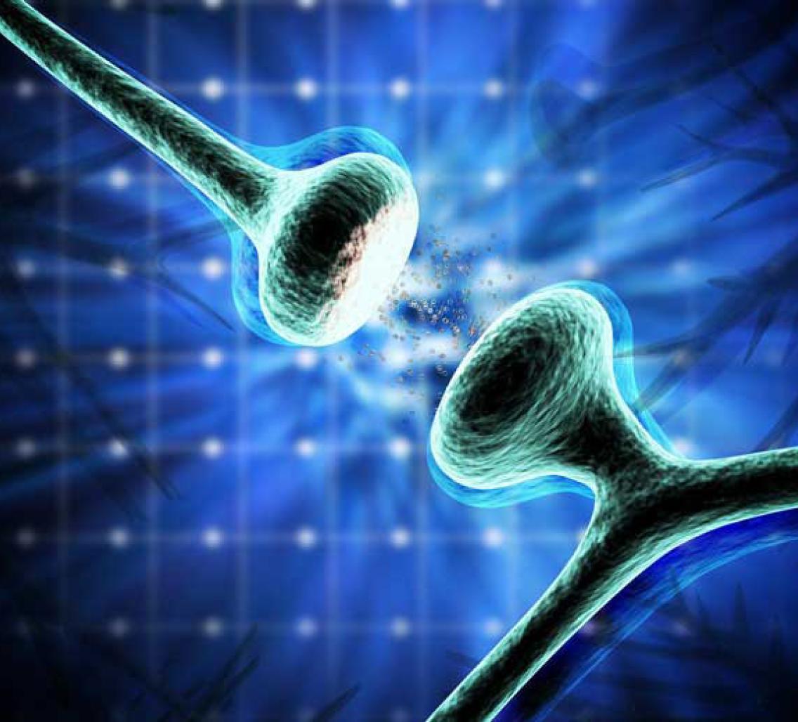 synapses between hippocampal neurons