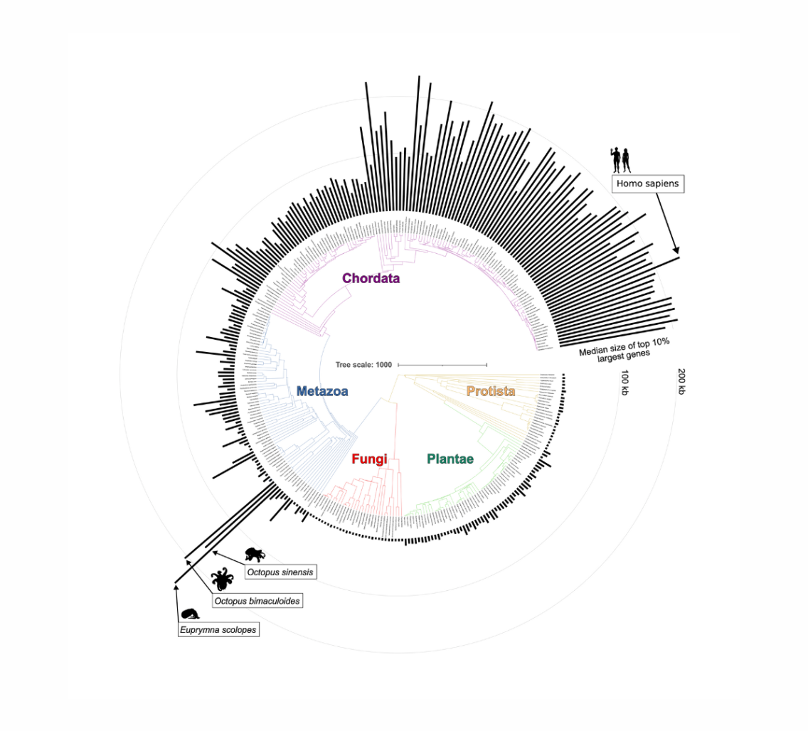 Neuronal and synaptic genes expanded in size and diversity during ...