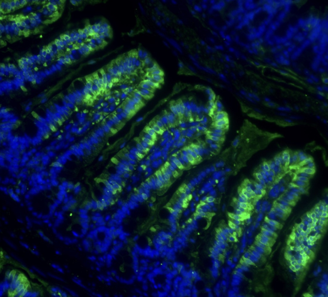 Immunofluorescence of the biosynthetic enzyme for exercise-inducible Lac-Phe (Cndp2, green) and nuclei (DAPI, blue) in mouse gut. Image credit - Long Lab