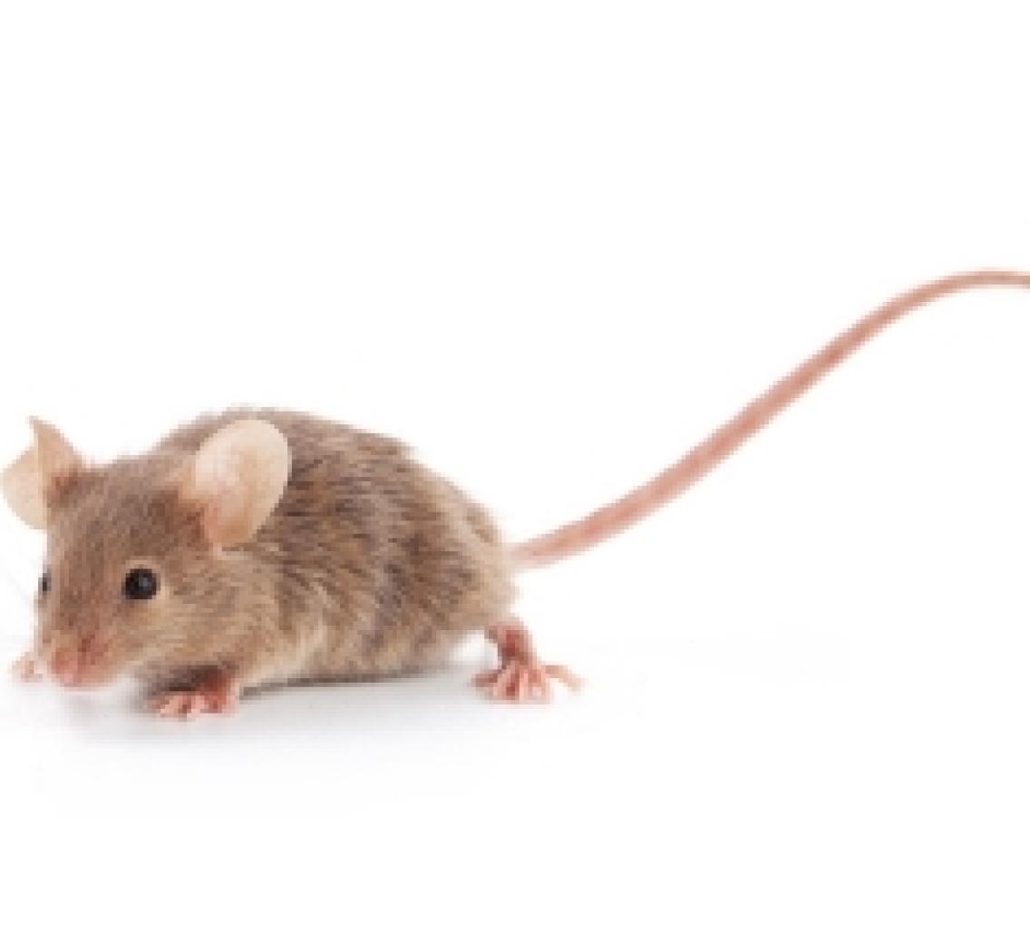 Social influences can override aggression in male mice, study shows ...