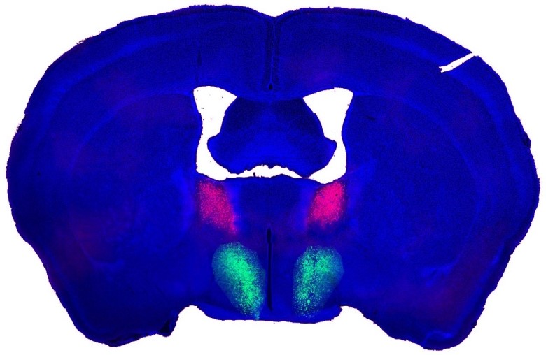 A composite Image of a male mouse’s brain showing the bed nucleus of the stria terminalis (BNST, in pink) and the preoptic hypothalamus (POA, in green). The information is transmitted from pink to green in the neural circuit and drives male mating behaviors. 